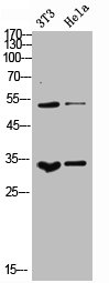 CSF1 Antibody