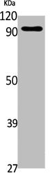 CSF3R Antibody