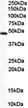 CSN2/TRIP15 Antibody