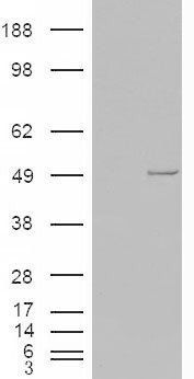 CSNK1E Antibody
