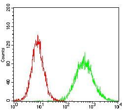 CSNK2B Antibody