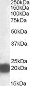CSRP3 Antibody