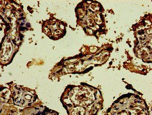 CST9L Antibody