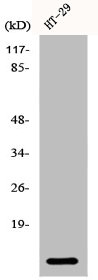 CSTA Antibody