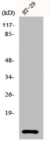 CSTA Antibody