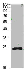 CTF1 Antibody