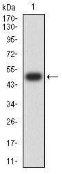 CTNNA1 Antibody