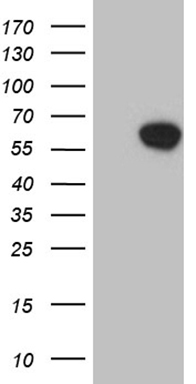 CTNND1 Antibody
