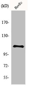 CTNND1 Antibody