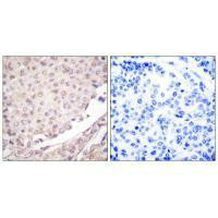 CUL1 Antibody