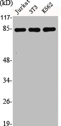 CUL2 Antibody