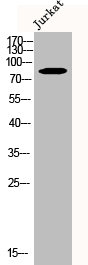 CUL2 Antibody