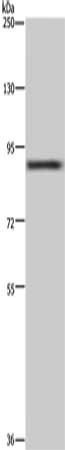 CUL3 Antibody