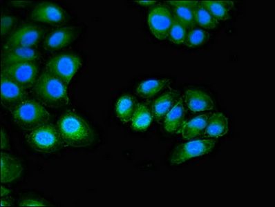 CUTA Antibody