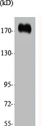 CUX1/CUX1 Antibody