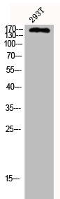 CUX1/CUX1 Antibody