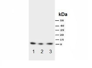 Fractalkine CX3CL1 Rabbit Polyclonal Antibody