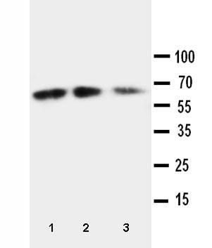 Fractalkine CX3CL1 Rabbit Polyclonal Antibody