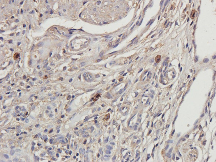 CXCL10 Rabbit Polyclonal Antibody