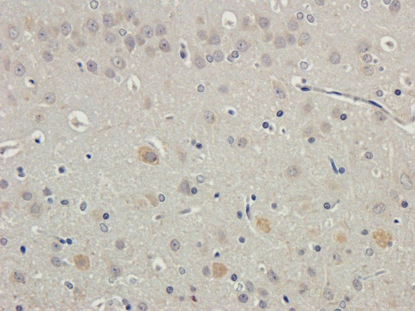 CXCL10 Rabbit Polyclonal Antibody
