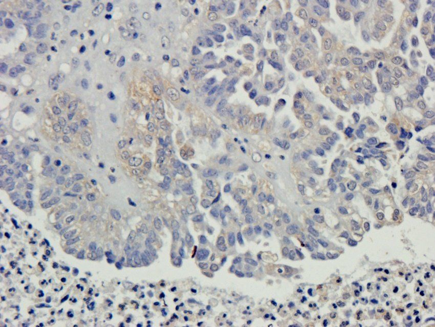 CXCL10 Rabbit Polyclonal Antibody