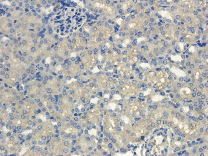 CXCL11 Rabbit Polyclonal Antibody