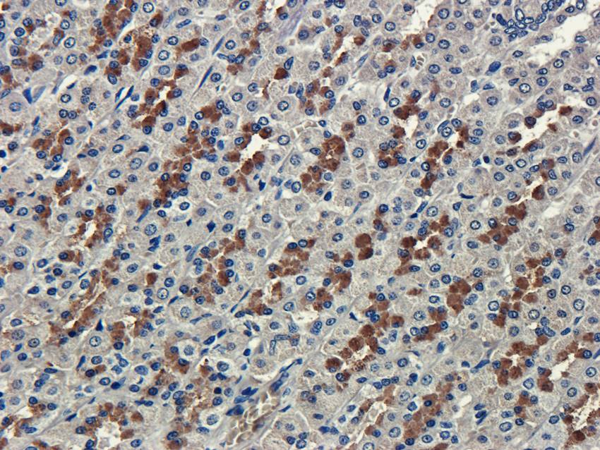 CXCL5 Rabbit Polyclonal Antibody