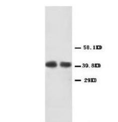 CXCR2 Rabbit Polyclonal Antibody
