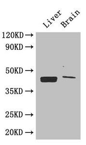CXCR4 Antibody