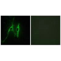 CYB5A Antibody