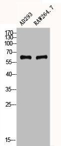 CYBB Antibody