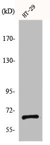 CYBB Antibody