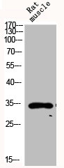 CYC1 Antibody