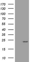 Cyclin B2 Antibody