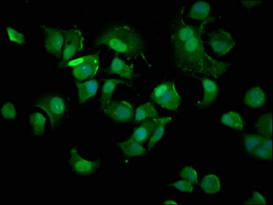 CDKN1A Antibody