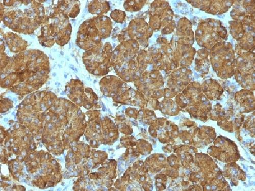 CYCS Antibody