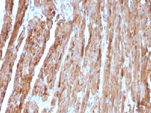 CYCS Antibody