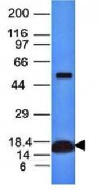 CYCS Antibody