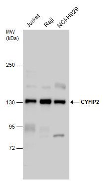ZC3H12A Rabbit Polyclonal Antibody