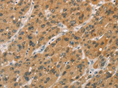 CYP11A1 Antibody