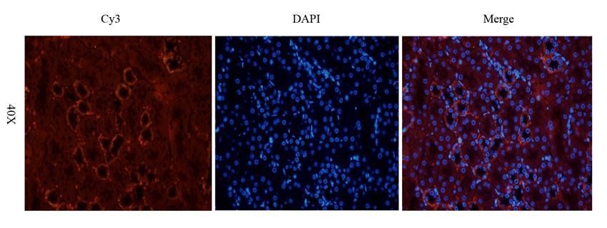 CYP11B1 Rabbit Polyclonal Antibody