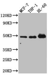 VDR Antibody