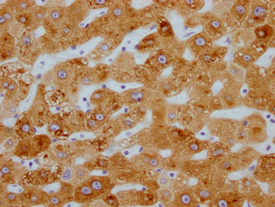 CYP3A4 Antibody