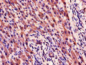 CYR61 Antibody