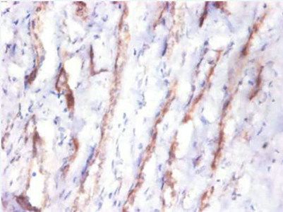 CST3 Antibody