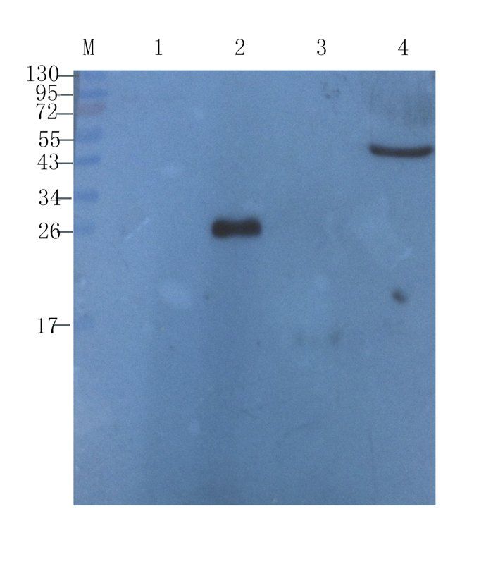 Cystatin C Rabbit Polyclonal Antibody