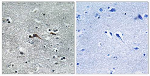 CYTL1 Antibody