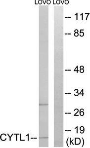 CYTL1 Antibody