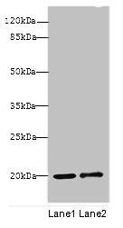 COX4I1 Antibody