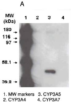 Mouse anti Human Cytochrome P450 3A5 Antibody